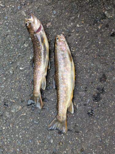 イワナの釣果