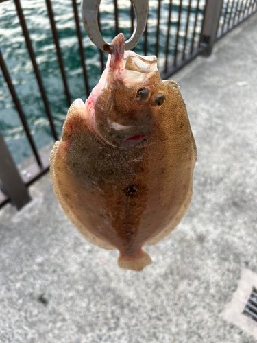 ソゲの釣果