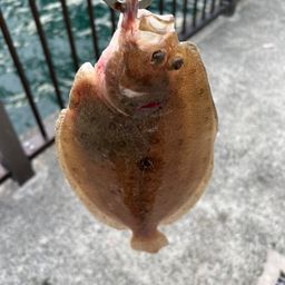 ソゲ