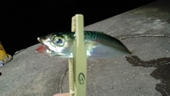 サバの釣果
