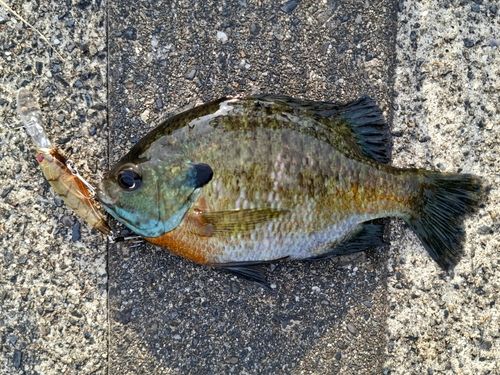 ブルーギルの釣果