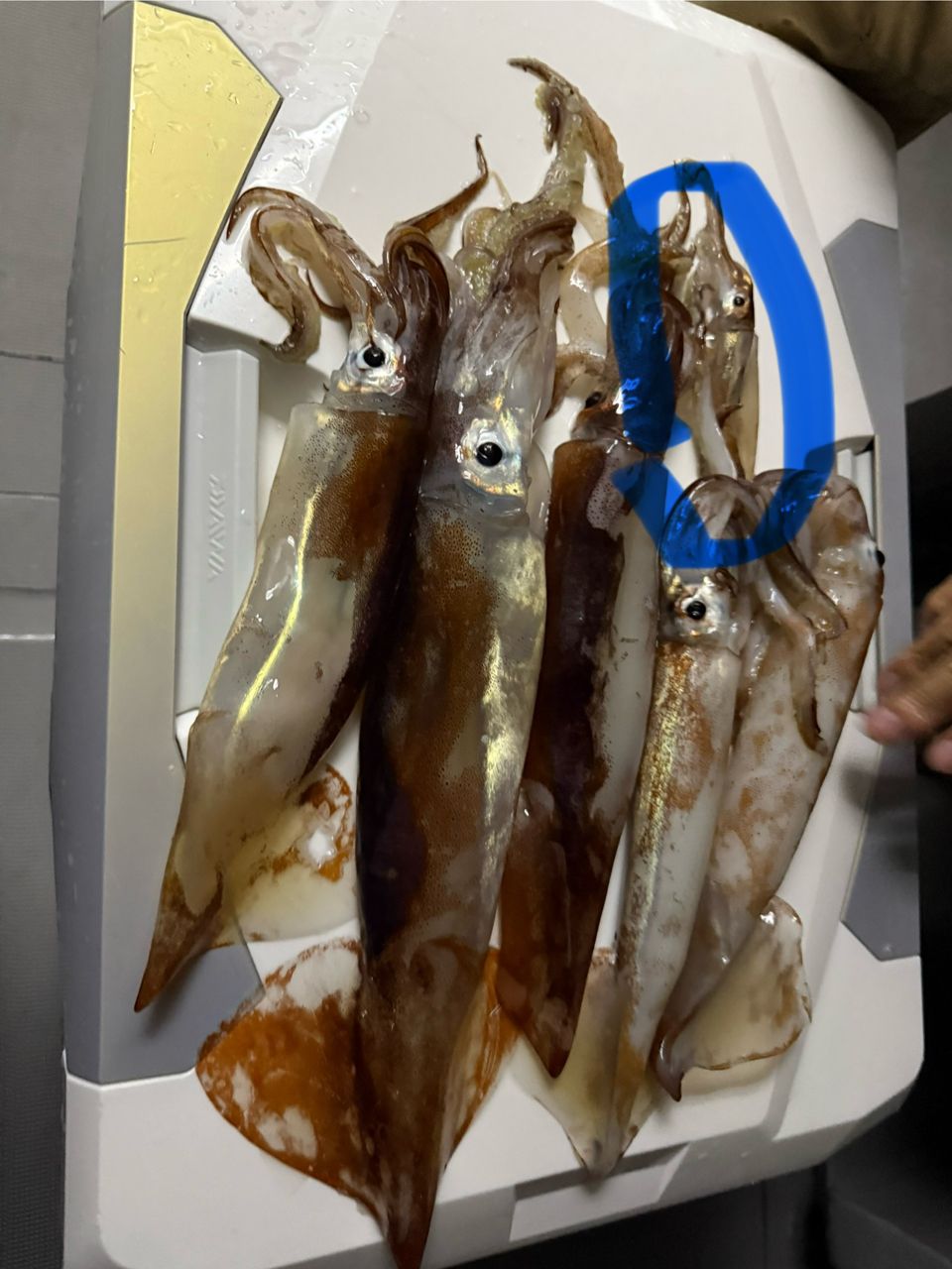 エメラルダス MXイカメタルN65LB-S 訳あり】ダイワ エメラルダス MX イカメタル N65MLB-S: 釣り小物