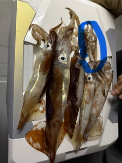 スルメイカの釣果