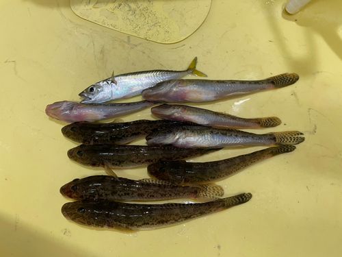 ハゼの釣果
