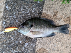ブルーギルの釣果