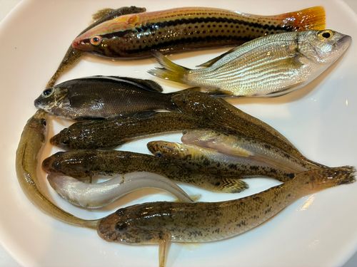 ハゼの釣果