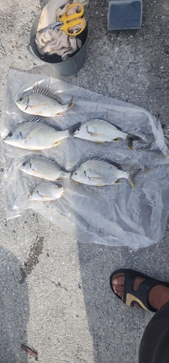 キビレの釣果