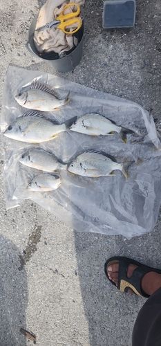 志布志湾