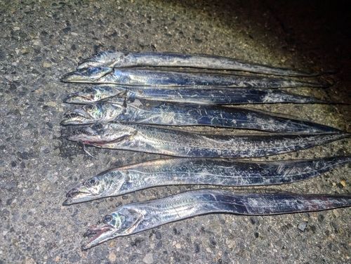 タチウオの釣果