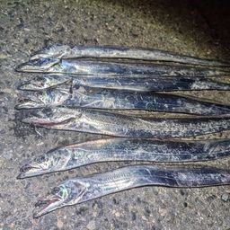 タチウオ