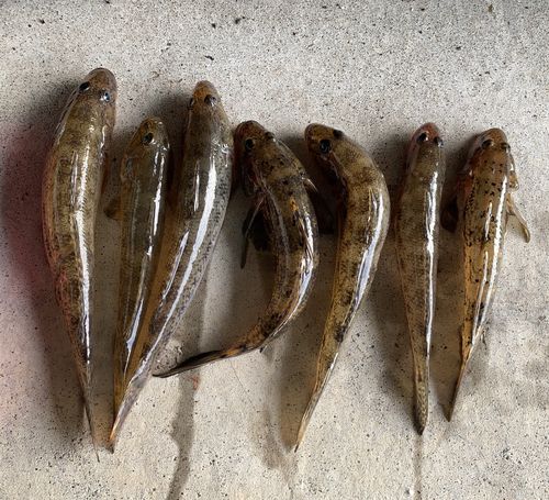 釣果