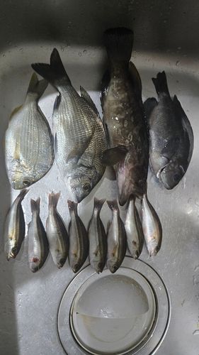 大磯港
