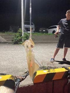 チイチイイカの釣果
