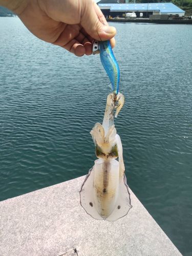 内海