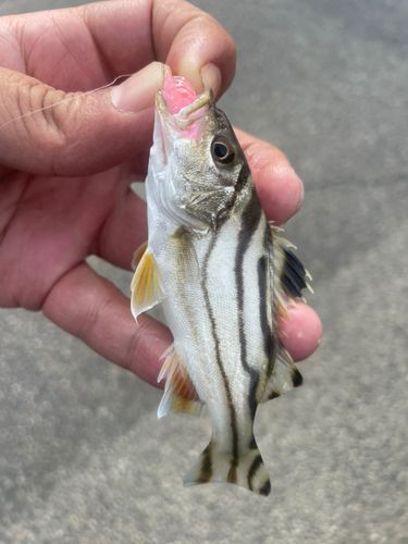 釣果