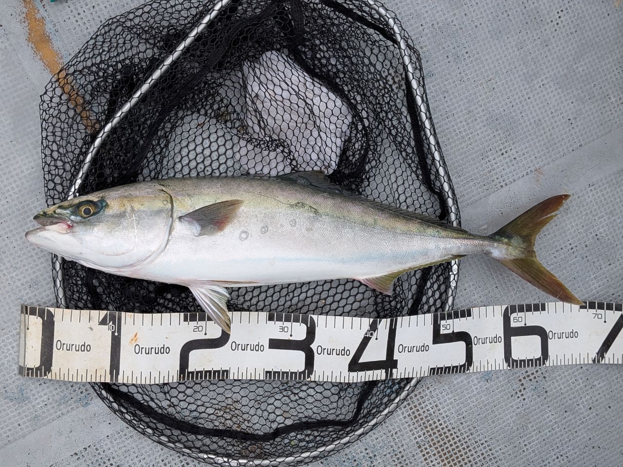 DAIWA 20落とし込みX MH-240の最安値・インプレ・釣果 | 本音の