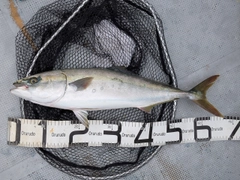メジロの釣果