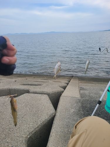 三河湾