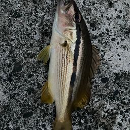 カサゴ