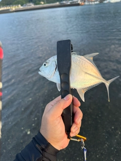 メッキの釣果