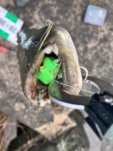 ナマズの釣果