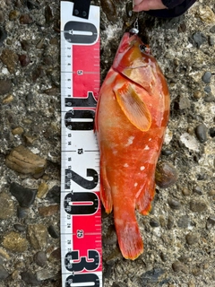 アカハタの釣果