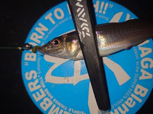 シロギスの釣果