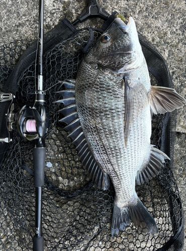 チヌの釣果