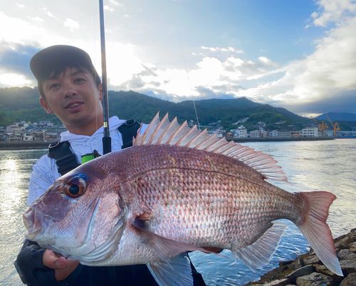 マダイの釣果