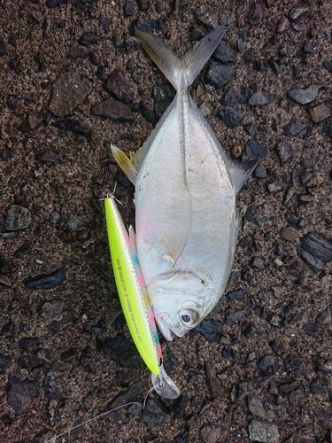 メッキの釣果