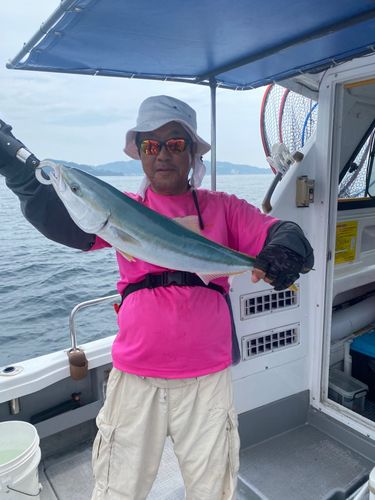 ハマチの釣果