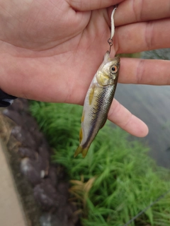 カワムツの釣果