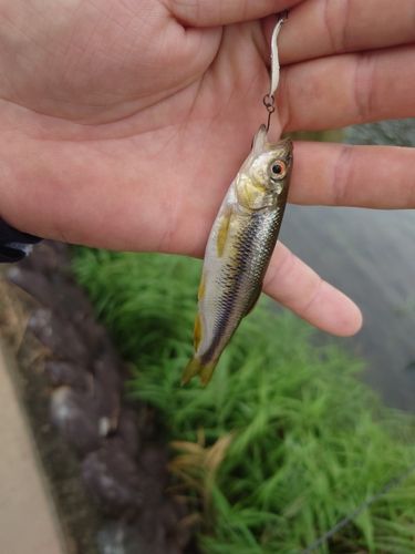 カワムツの釣果