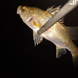 セイゴ（マルスズキ）