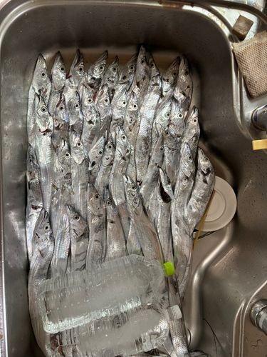 タチウオの釣果