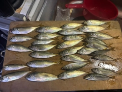 アジの釣果