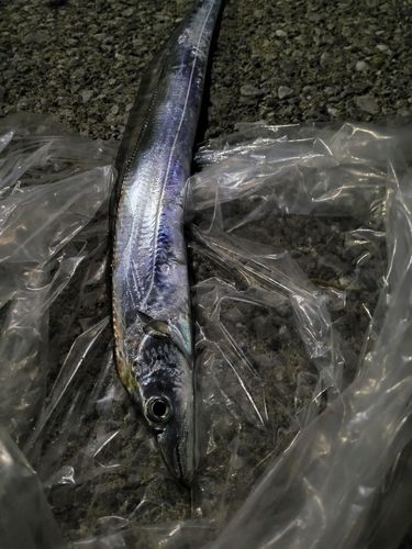 タチウオの釣果