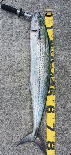 サワラの釣果