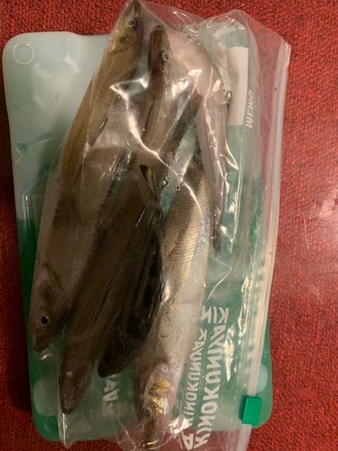 キスの釣果