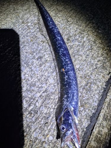 タチウオの釣果