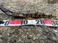 アカエソの釣果