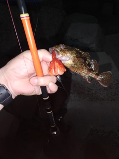 ガシラの釣果