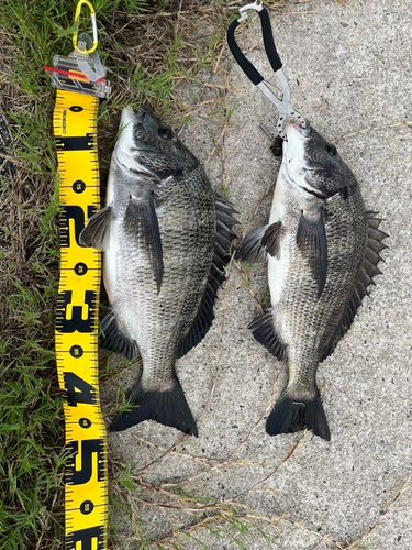 チヌの釣果
