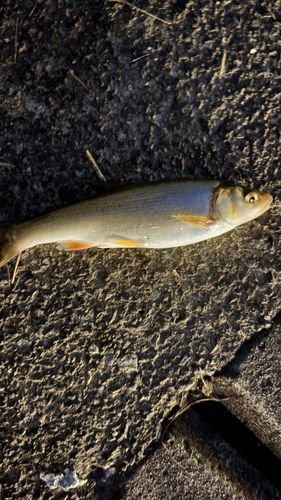 ウグイの釣果