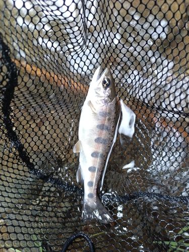 ヤマメの釣果