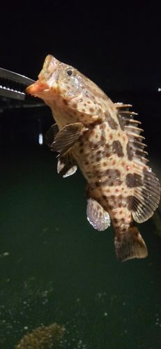 キジハタの釣果