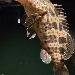 キジハタ