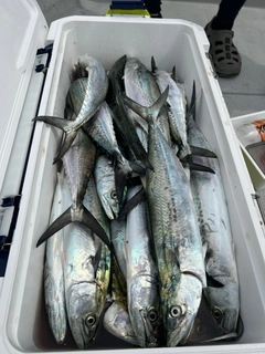 サゴシの釣果