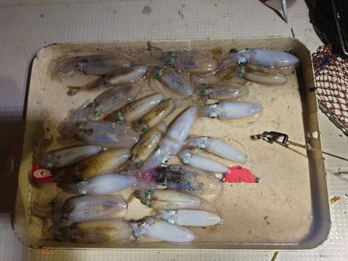 アオリイカの釣果