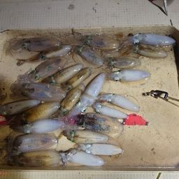 アオリイカ